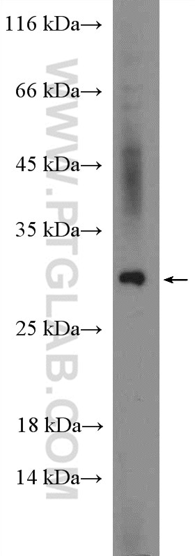 Western Blot (WB) analysis of 3T3-L1 cells using Adiponectin Polyclonal antibody (21613-1-AP)