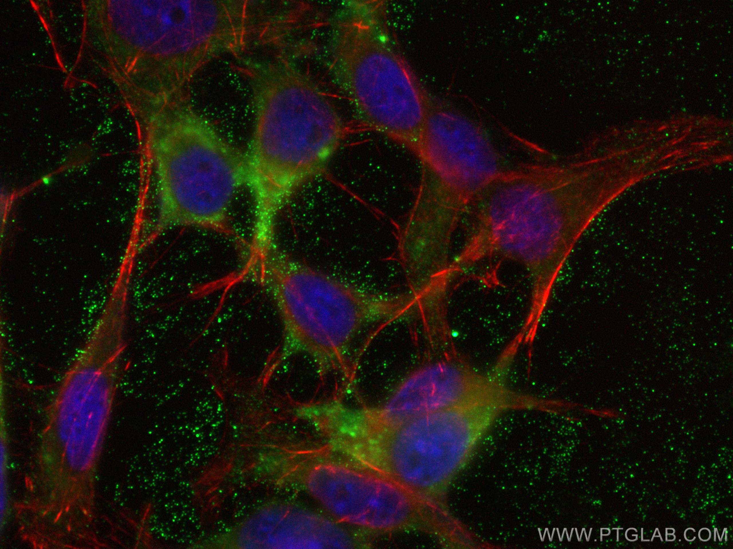Immunofluorescence (IF) / fluorescent staining of 3T3-L1 cells using Adiponectin Monoclonal antibody (66239-1-Ig)