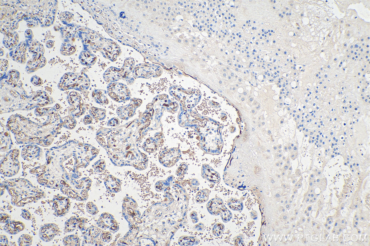 Immunohistochemistry (IHC) staining of human placenta tissue using Adiponectin Monoclonal antibody (66239-1-Ig)