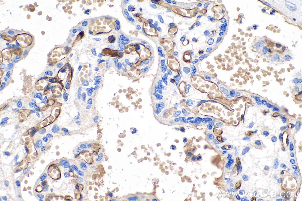 Immunohistochemistry (IHC) staining of human placenta tissue using Adiponectin Monoclonal antibody (66239-1-Ig)