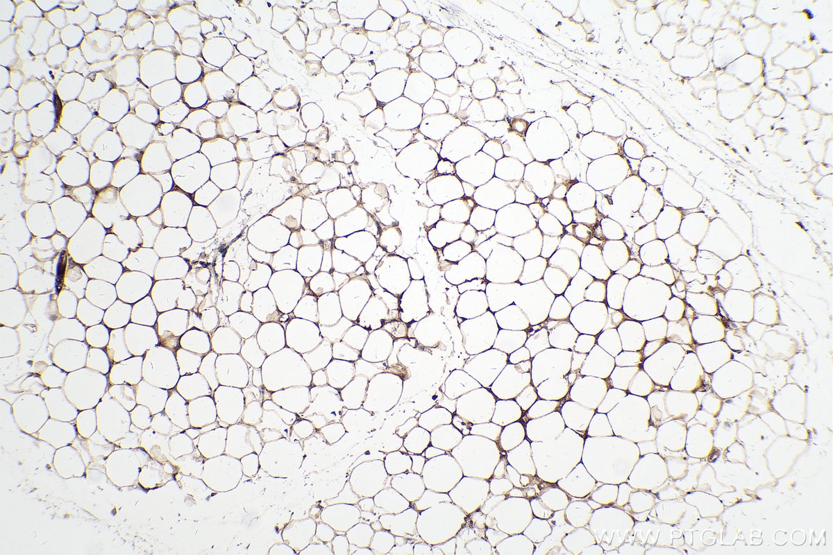 Immunohistochemistry (IHC) staining of mouse brown adipose tissue using Adiponectin Monoclonal antibody (66239-1-Ig)