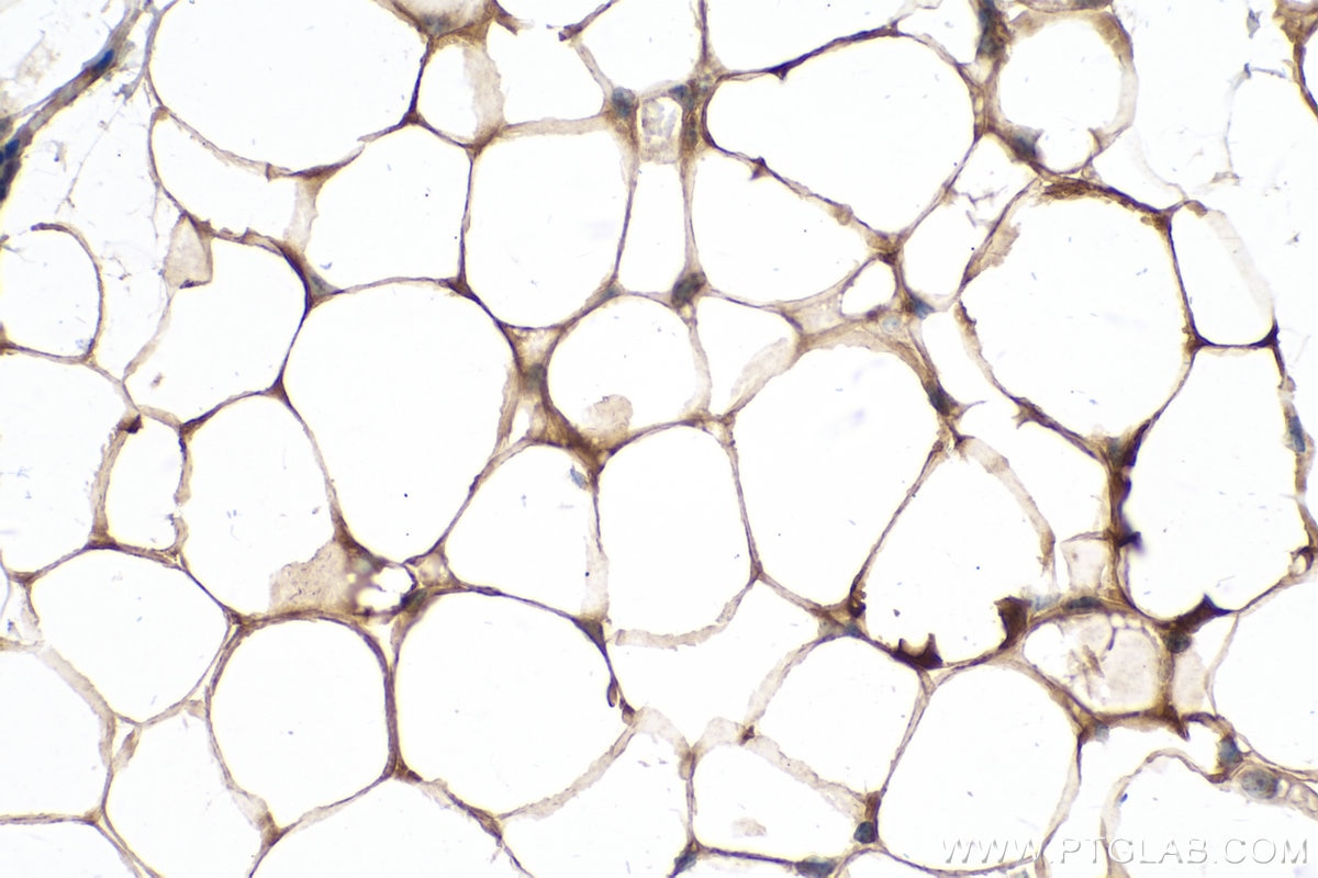 Immunohistochemistry (IHC) staining of mouse brown adipose tissue using Adiponectin Monoclonal antibody (66239-1-Ig)