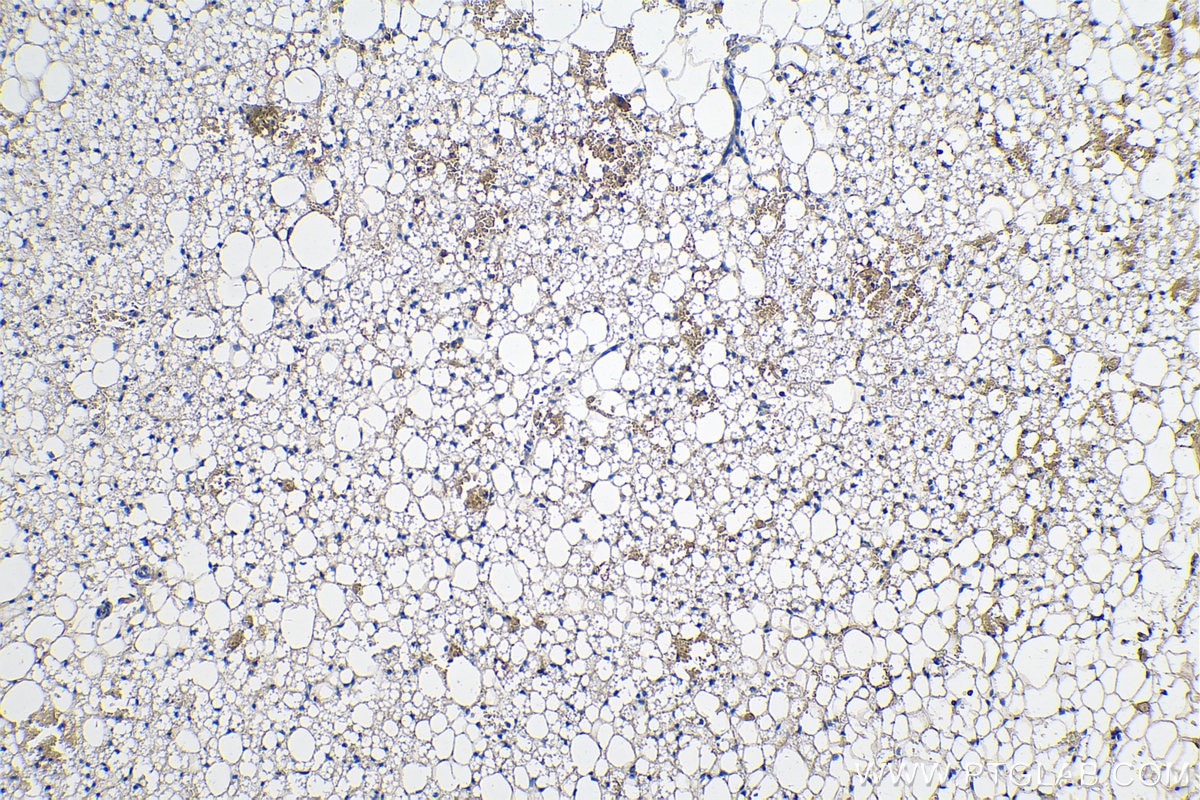 Immunohistochemistry (IHC) staining of rat brown adipose tissue using Adiponectin Monoclonal antibody (66239-1-Ig)