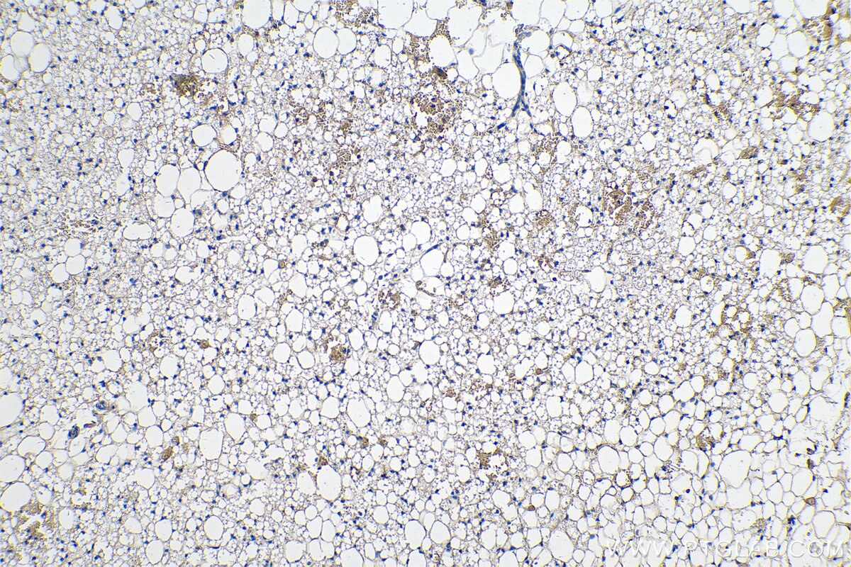 Immunohistochemistry (IHC) staining of rat brown adipose tissue using Adiponectin Monoclonal antibody (66239-1-Ig)