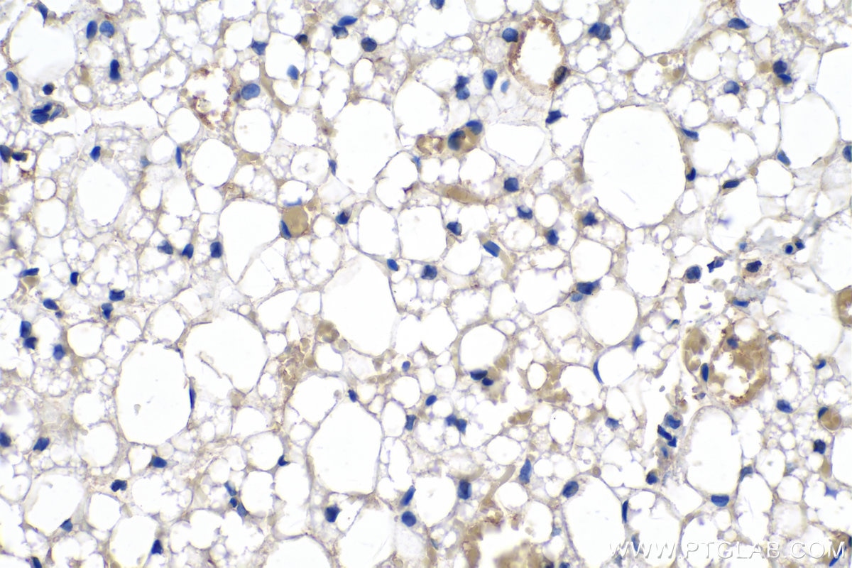 Immunohistochemistry (IHC) staining of rat brown adipose tissue using Adiponectin Monoclonal antibody (66239-1-Ig)