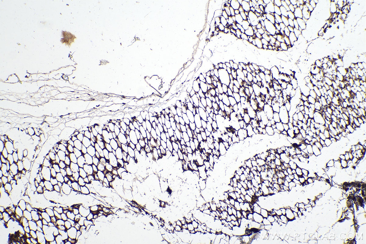 Immunohistochemistry (IHC) staining of mouse skeletal muscle tissue using Adiponectin Monoclonal antibody (66239-1-Ig)