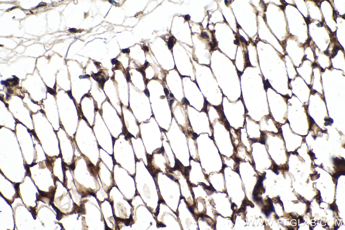 Immunohistochemistry (IHC) staining of mouse skeletal muscle tissue using Adiponectin Monoclonal antibody (66239-1-Ig)