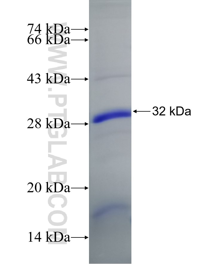 ADIPOQ fusion protein Ag17383 SDS-PAGE