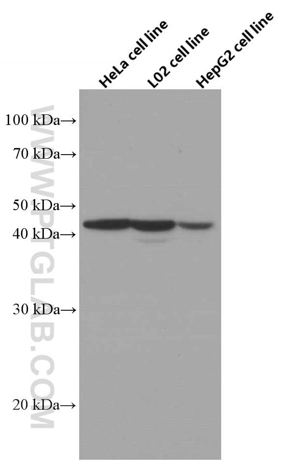 Western Blot (WB) analysis of HeLa cells using Adiponectin receptor 1 Monoclonal antibody (66619-1-Ig)