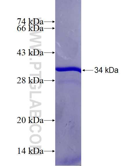 ADIPOR1 fusion protein Ag18187 SDS-PAGE