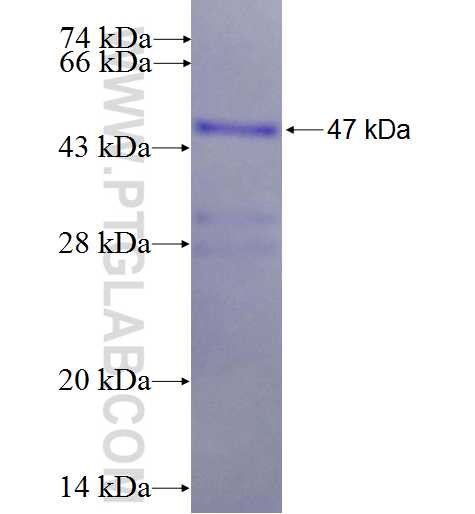 ADIPOR2 fusion protein Ag5744 SDS-PAGE