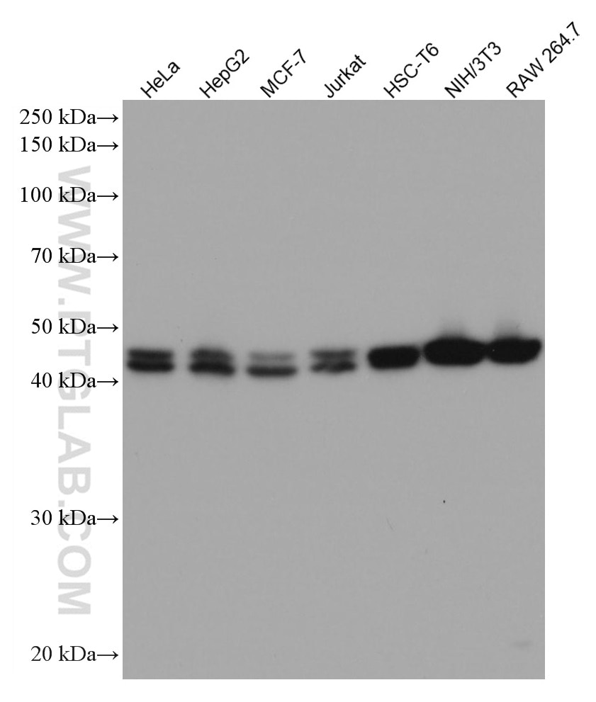 Western Blot (WB) analysis of various lysates using ADK Monoclonal antibody (66929-1-Ig)