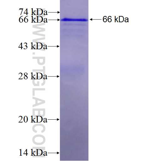 ADK fusion protein Ag7783 SDS-PAGE