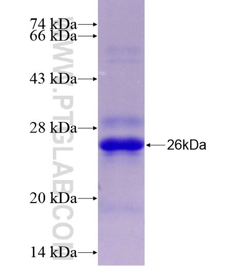 ADM fusion protein Ag28278 SDS-PAGE