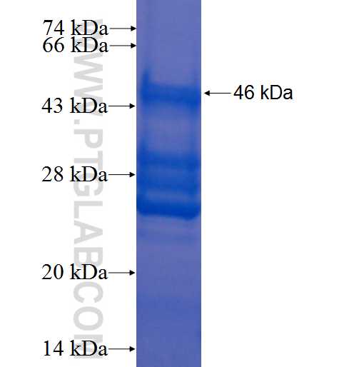ADM fusion protein Ag1197 SDS-PAGE