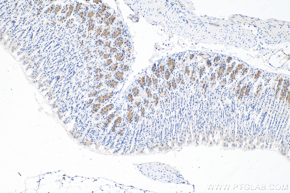Immunohistochemistry (IHC) staining of mouse stomach tissue using ADM2 Polyclonal antibody (23781-1-AP)