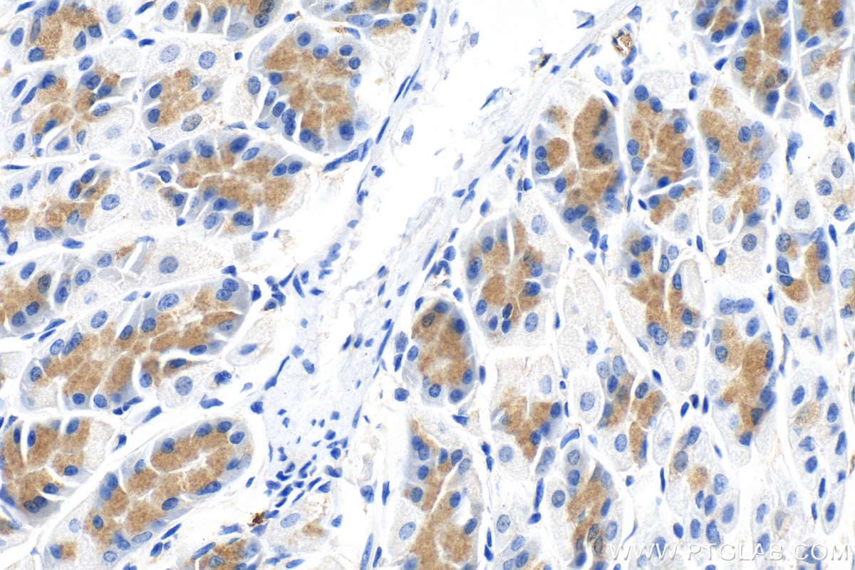 Immunohistochemistry (IHC) staining of mouse stomach tissue using ADM2 Polyclonal antibody (23781-1-AP)