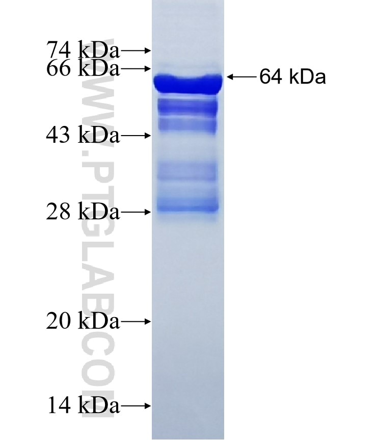 ADNP2 fusion protein Ag12327 SDS-PAGE