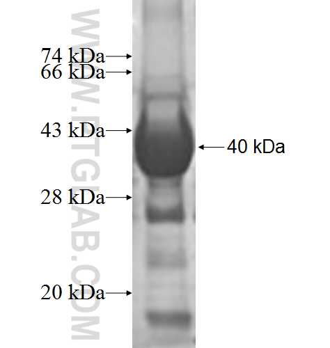 ADO fusion protein Ag9598 SDS-PAGE