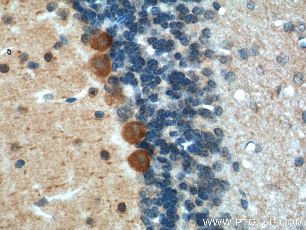 Immunohistochemistry (IHC) staining of mouse cerebellum tissue using Adenosine A1 Receptor Polyclonal antibody (20332-1-AP)