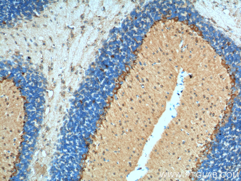 Immunohistochemistry (IHC) staining of mouse cerebellum tissue using Adenosine A1 Receptor Polyclonal antibody (55026-1-AP)