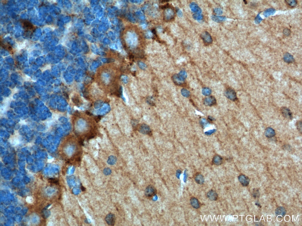 Immunohistochemistry (IHC) staining of mouse cerebellum tissue using Adenosine A1 Receptor Polyclonal antibody (55026-1-AP)