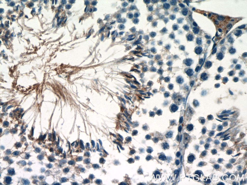 Immunohistochemistry (IHC) staining of mouse testis tissue using Adenosine A1 Receptor Polyclonal antibody (55026-1-AP)
