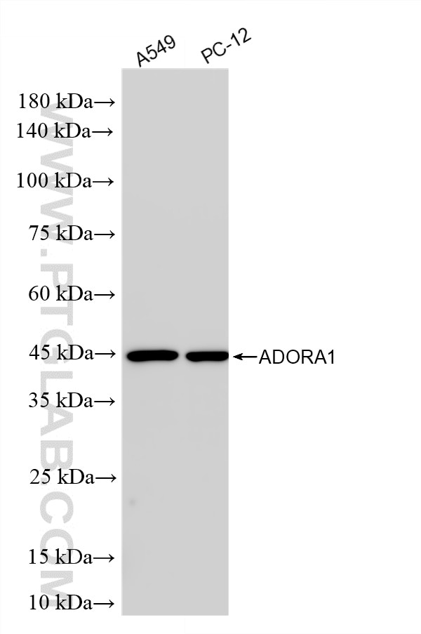 Various lysates were subjected to SDS PAGE followed by western blot with 85779-1-RR (ADORA1 antibody) at dilution of 1:2000 incubated at room temperature for 1.5 hours. This data was developed using the same antibody clone with 85779-1-PBS in a different storage buffer formulation. Western Blot (WB) analysis of various lysates using ADORA1 Recombinant monoclonal antibody (85779-1-RR)