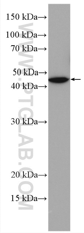 Western Blot (WB) analysis of mouse brain tissue using ADORA2A Polyclonal antibody (51092-1-AP)