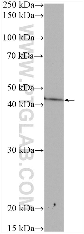Western Blot (WB) analysis of rat brain tissue using ADORA2A Polyclonal antibody (51092-1-AP)