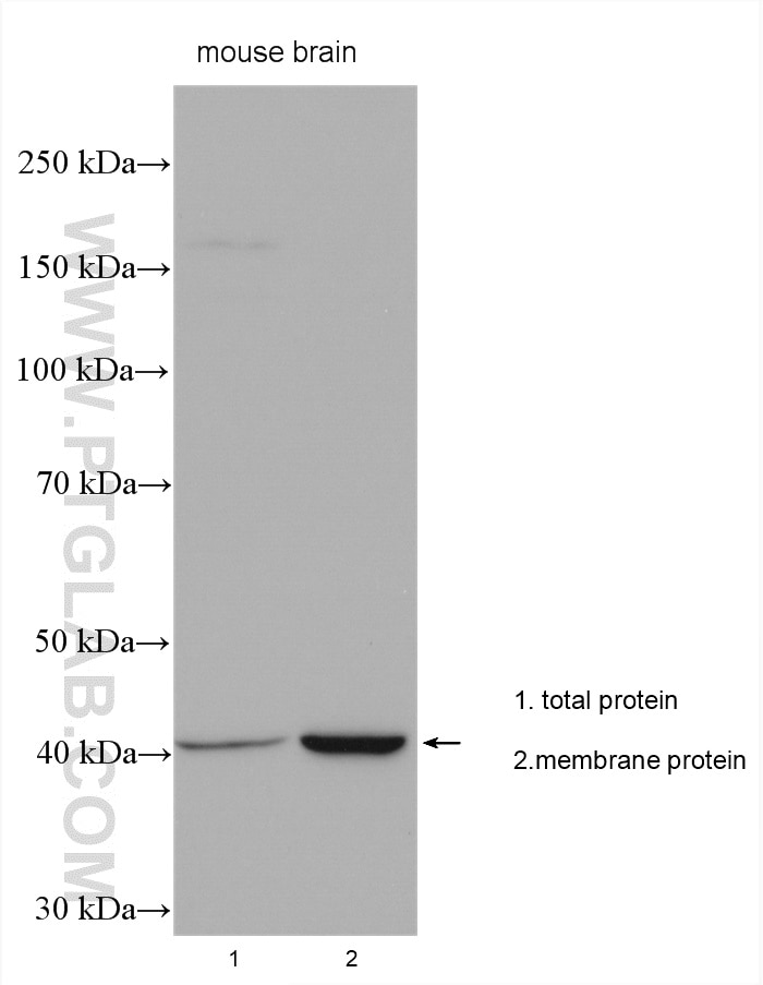 Western Blot (WB) analysis of various lysates using ADORA2A Polyclonal antibody (51092-1-AP)