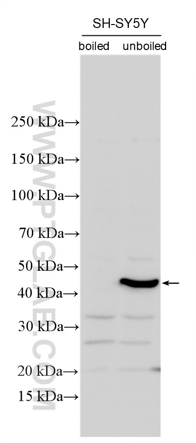 Western Blot (WB) analysis of various lysates using ADORA2A Polyclonal antibody (51092-1-AP)