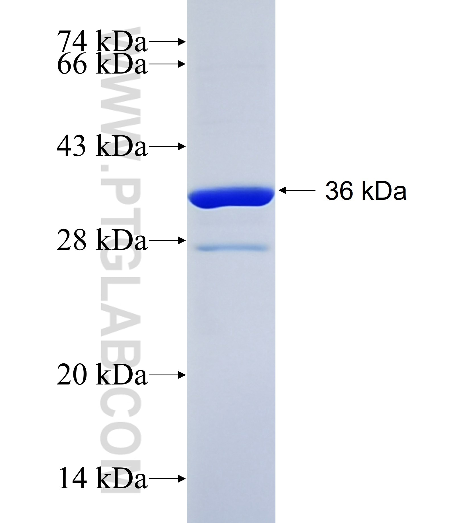 ADORA2A fusion protein Ag34846 SDS-PAGE ADORA2A fusion protein Ag34846 SDS-PAGE