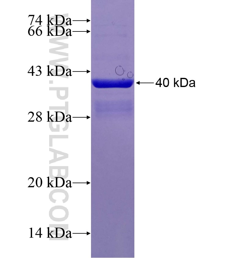 ADORA2A fusion protein Ag0470 SDS-PAGE