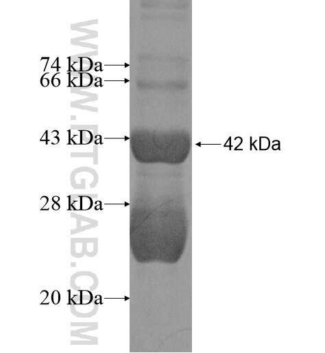 ADORA2A fusion protein Ag10781 SDS-PAGE