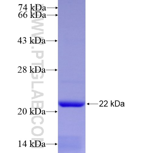 ADORA2A fusion protein Ag11626 SDS-PAGE