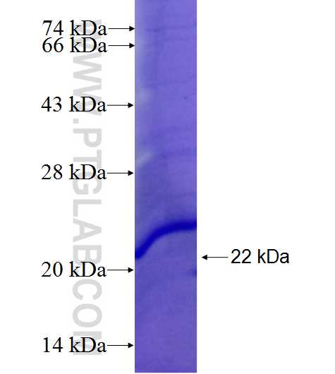 ADORA2B fusion protein Ag26329 SDS-PAGE