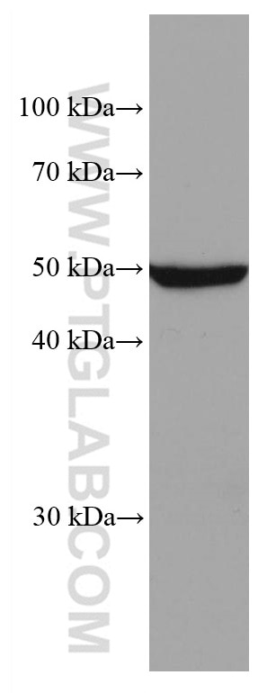 Western Blot (WB) analysis of THP-1 cells using ADPGK Monoclonal antibody (68034-1-Ig)