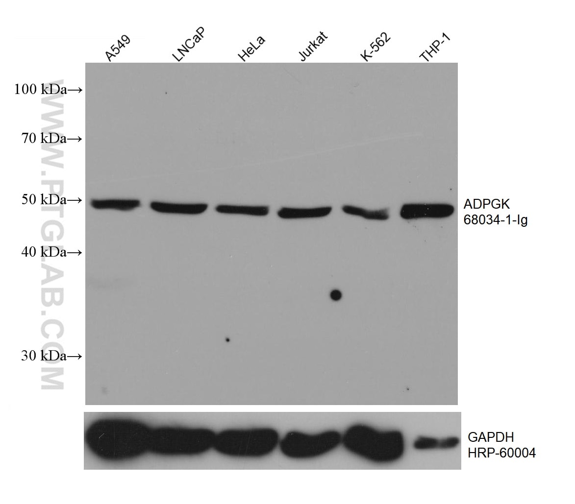 WB analysis using 68034-1-Ig