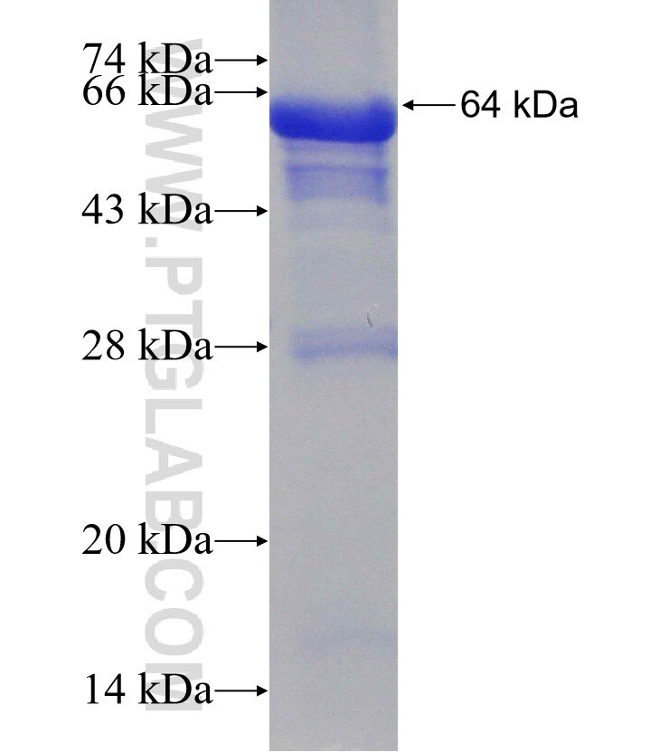 ADPGK fusion protein Ag8105 SDS-PAGE