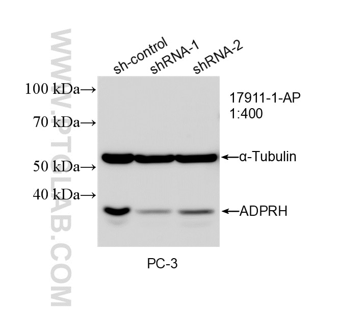 WB analysis of PC-3 using 17911-1-AP (same clone as 17911-1-PBS) Western Blot (WB) analysis of PC-3 cells using ADPRH Polyclonal antibody (17911-1-AP)