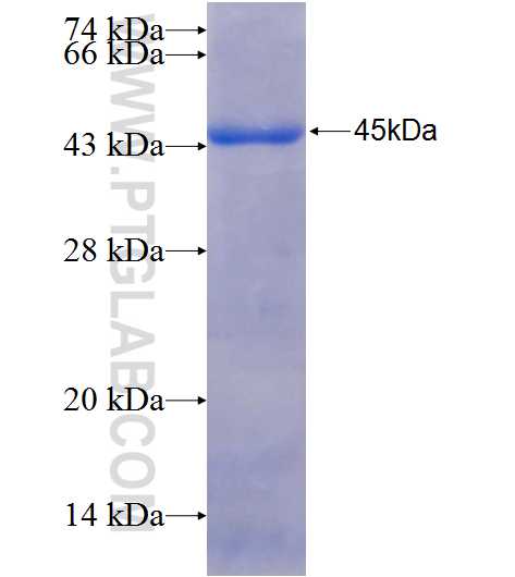 ADPRH fusion protein Ag26220 SDS-PAGE