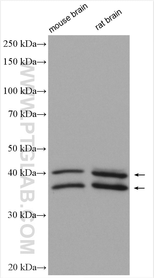 Western Blot (WB) analysis of various lysates using ARH3 Polyclonal antibody (16504-1-AP)