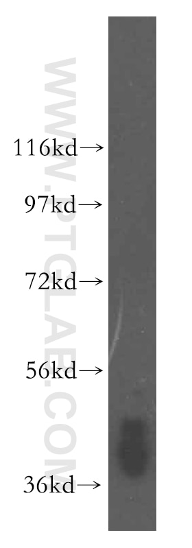 Western Blot (WB) analysis of mouse brain tissue using ARH3 Polyclonal antibody (16504-1-AP)