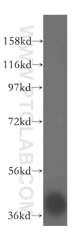 Western Blot (WB) analysis of HepG2 cells using ARH3 Polyclonal antibody (16504-1-AP)