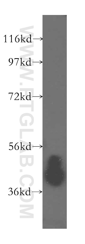 Western Blot (WB) analysis of mouse lung tissue using ARH3 Polyclonal antibody (16504-1-AP)