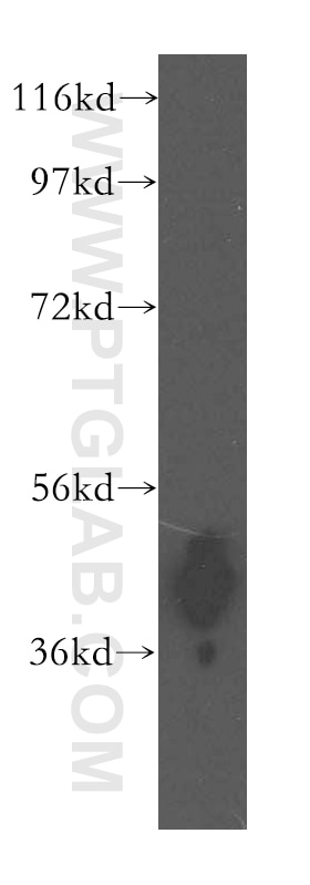 Western Blot (WB) analysis of mouse thymus tissue using ARH3 Polyclonal antibody (16504-1-AP)