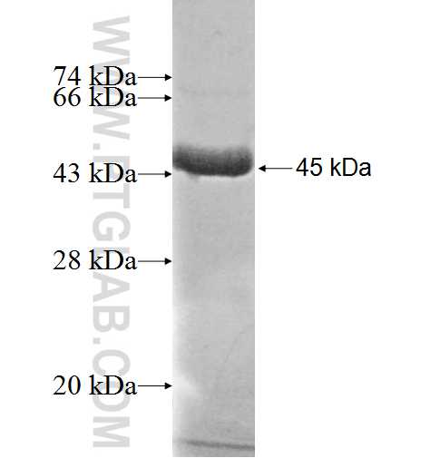 ADPRHL2 fusion protein Ag9683 SDS-PAGE