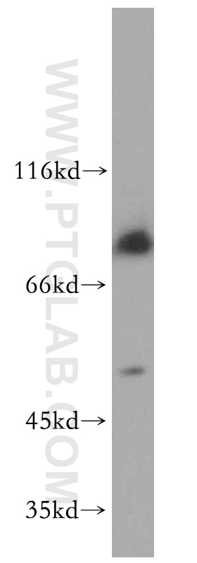 ADRA1A-Specific Polyclonal antibody