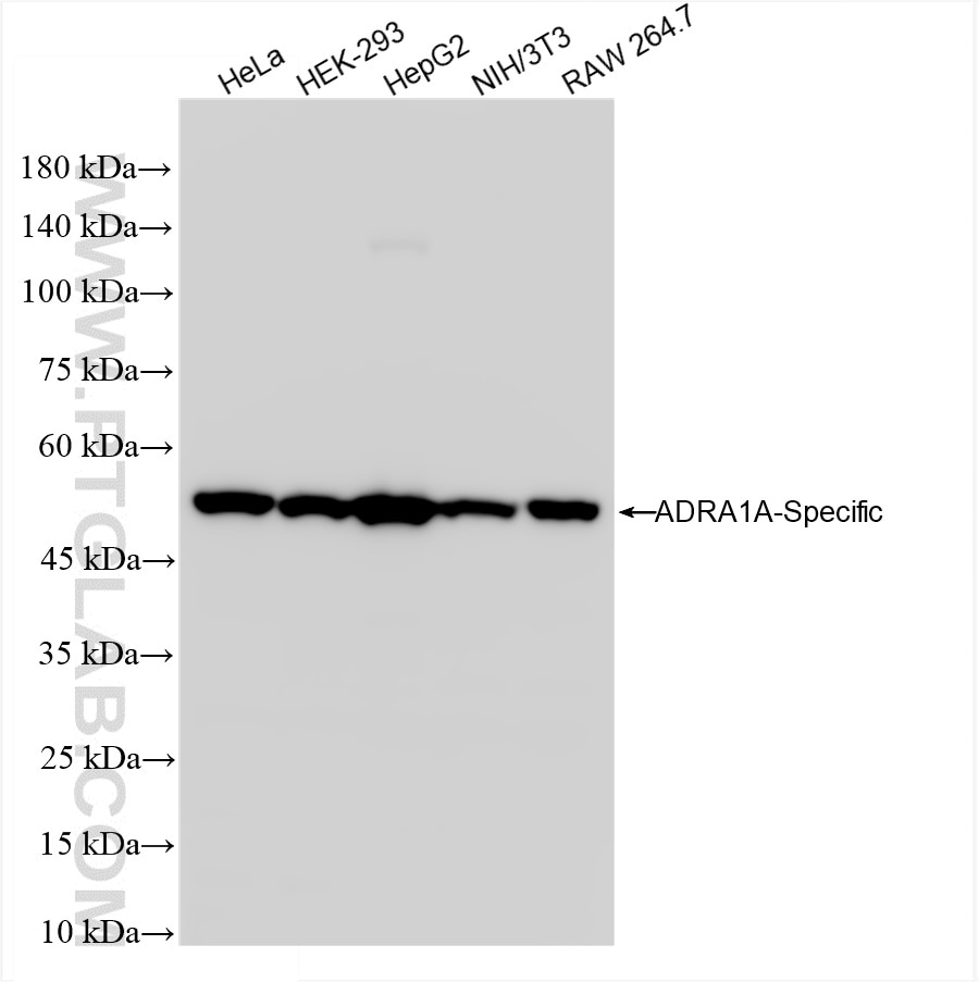 Western Blot (WB) analysis of various lysates using ADRA1A-Specific Recombinant antibody (85351-1-RR)
